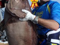 pesca valencia pescashop mero denton 19.42kg