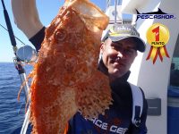 pesca-valencia-pescashop-gallineta 2.12kg